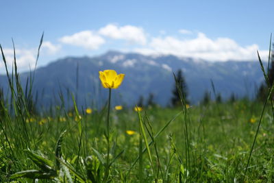 Close-up of yellow crocus flowers on field