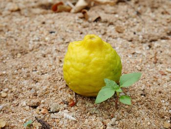 Close-up of lemon growing on land