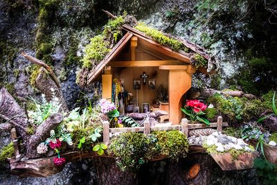 Plants and trees in forest