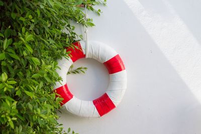 High angle view of potted plant hanging on white wall