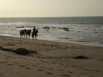 Horses on beach against clear sky