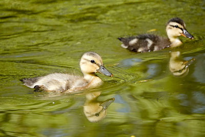 Ducks in a lake