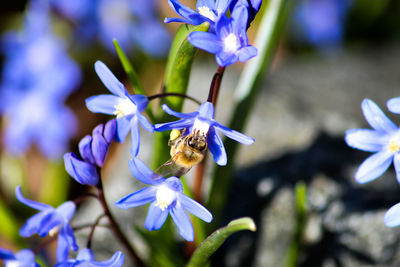 Close-up of bee on purple flower