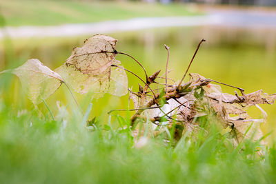 Close-up of insect on plant at field