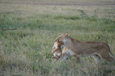 Lioness on field