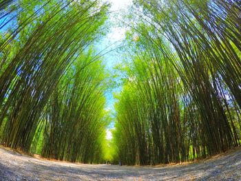 Road amidst trees in forest