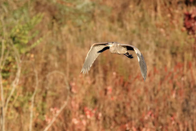 Bird flying in a field