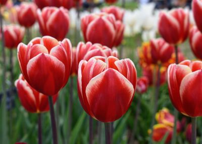 Close-up of red tulips in field