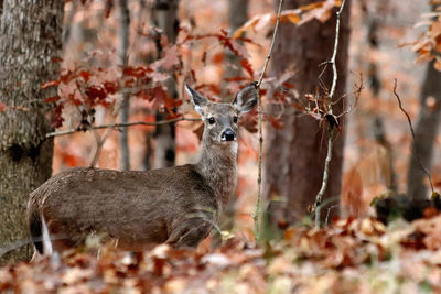 Portrait of deer