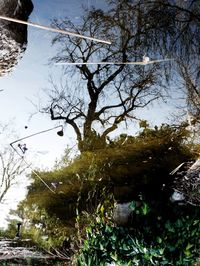 Low angle view of tree against sky