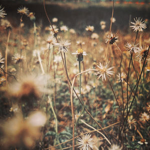 Close-up of wilted dandelion flower on field