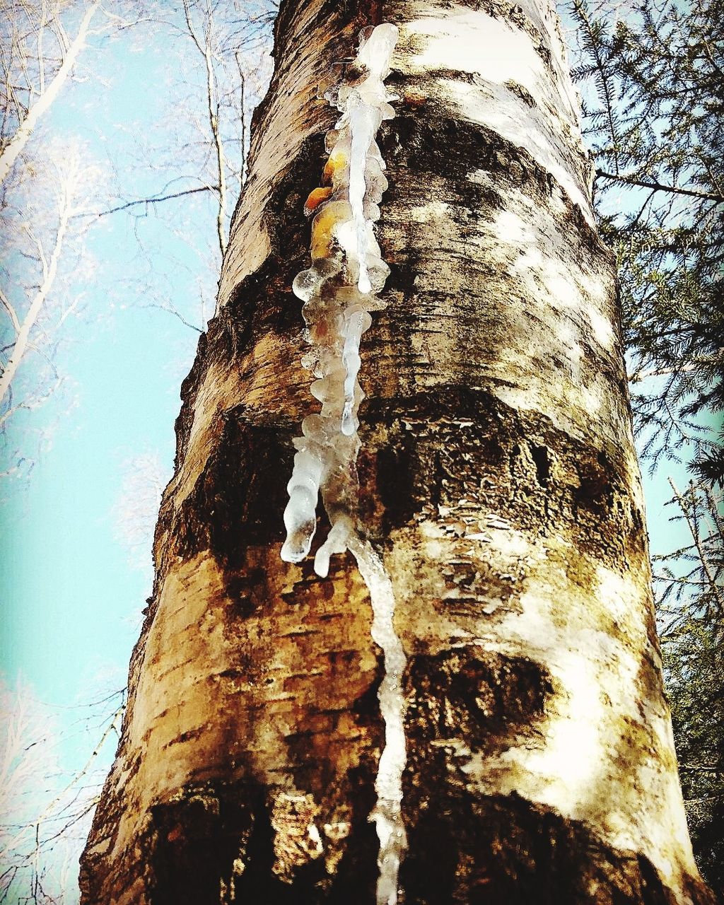 tree trunk, tree, trunk, low angle view, day, no people, nature, textured, plant, outdoors, bark, close-up, rough, wood - material, plant bark, weathered, sky, pattern, tranquility, focus on foreground