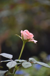 Close-up of pink rose