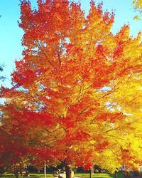 Low angle view of maple tree against sky during autumn