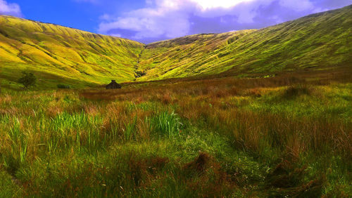 Scenic view of grassy field against sky