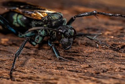 Close-up of insect