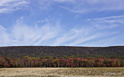 Scenic view of field against blue sky