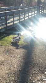 Sun shining through trees