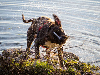 Dog in a water