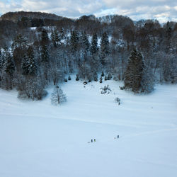 High angle view of trees on snow covered land