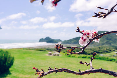 Close-up of flowers by tree against sky