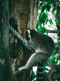 Lemur is sleeping