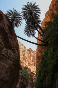 Rain forest in wadi ghuweir canyon, natural biosphere reserve of jordan