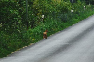 Fox standing on road by plants