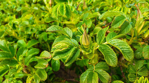 Green foliage