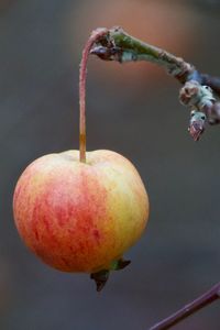 Close-up of apples on plant