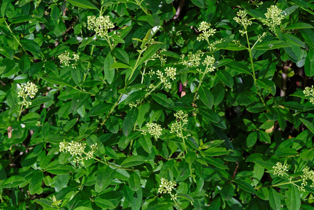 HIGH ANGLE VIEW OF GREEN PLANTS