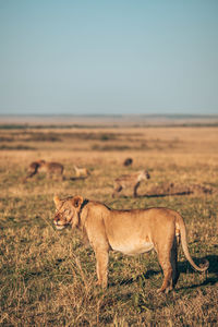 View of cat on land