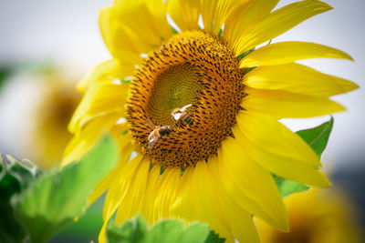 Close-up of honey bee on sunflower