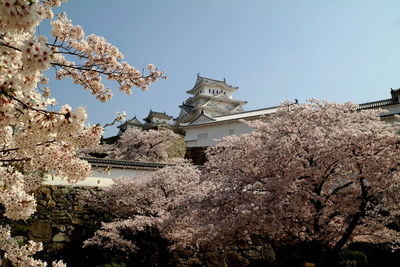 Low angle view of cherry blossom tree by building against sky