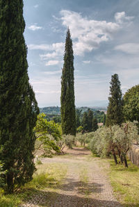 Footpath amidst trees against sky