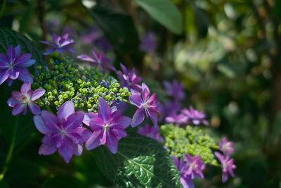 Close-up of pink flowering plant