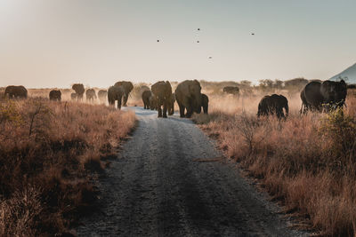 Elephants walking on road against sky