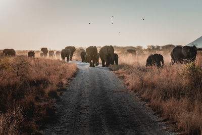 View of sheep on road