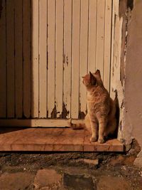 Cat sitting on wall