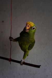 Close-up of parrot perching on wall