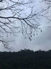 Low angle view of bare tree against sky