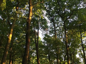 Low angle view of bamboo trees in forest