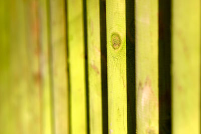 Full frame shot of bamboo plants