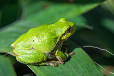 European tree frog is basking on a leaf - closeup