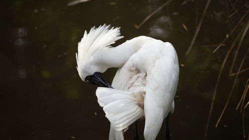 White swan in a lake