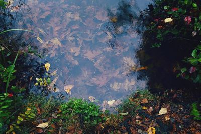 High angle view of plants in lake