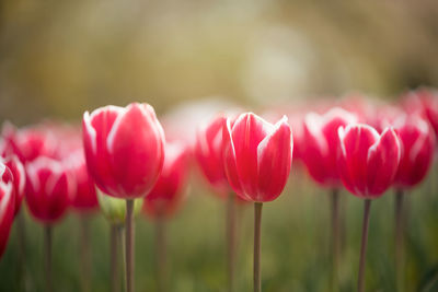 Close-up of tulips in field