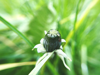 Close-up of plant