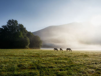 The first rays of the sun illuminate a foggy clearing with grazing horses. caucasian nature reserve
