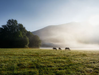 Horses grazing on field